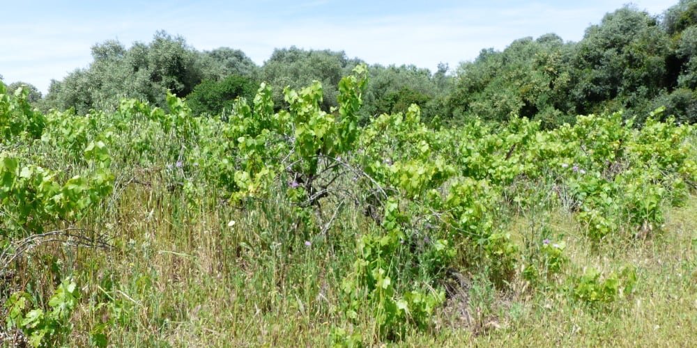 Viticulture : la France face à une nouvelle saignée du vignoble ?