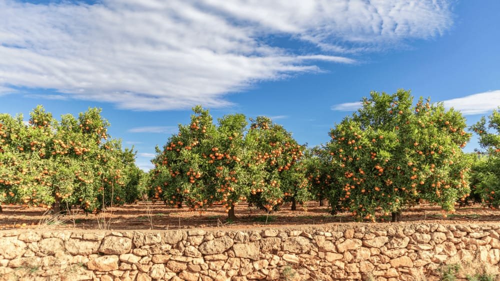 L&rsquo;industriel corrézien Axioma cherche des fonds pour sauver son produit naturel capable d&rsquo;améliorer la capacité nutritive des cultures. Après treize ans de développement, il est victime d&rsquo;un marché saturé par les engrais chimiques.