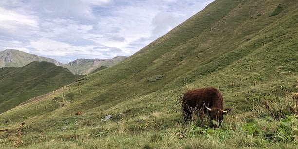 Climat : face aux pertes, les éleveurs demandent un complément au calcul par satellite