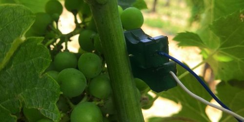 Capable de mesurer le stress de la vigne, Vegetal Signals vise d'autres applications agricoles