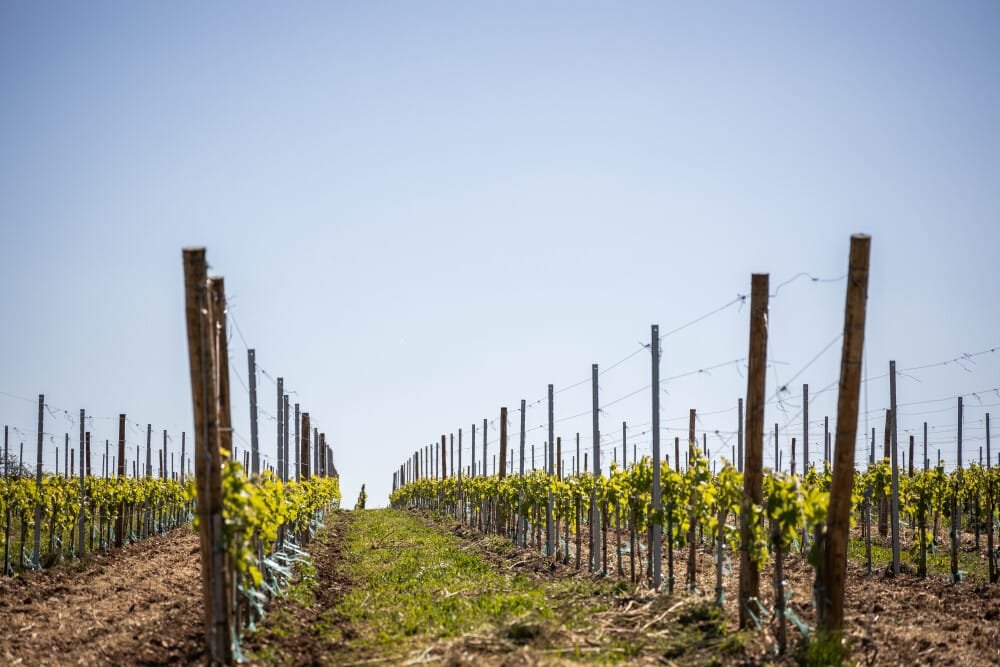 En surproduction, les exploitations de cognac vont bénéficier d&rsquo;un plan d&rsquo;aide exceptionnel pour réduire leurs surfaces. La viticulture vient de voter une généreuse prime de solidarité, en attendant l&rsquo;éventuelle participation des pouvoirs publics.