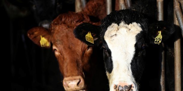 Savoie : la dermatose nodulaire fait trembler les éleveurs laitiers
