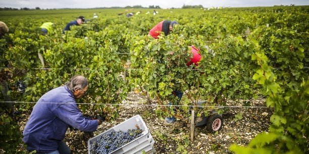 Arrachage des vignes : l’Europe veut allonger la durée des droits de plantation