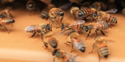 Chryso butiné par les abeilles : quand la biodiversité devient bio-surveillance