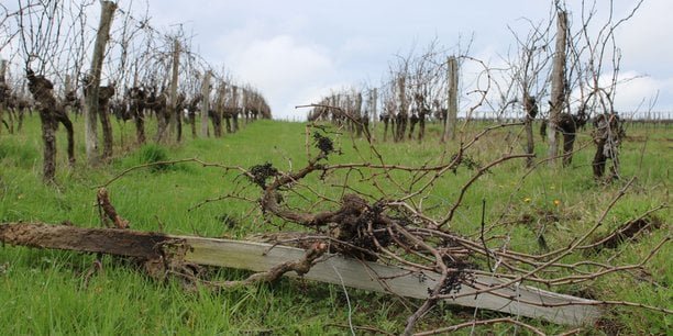 Crise du vin : « L’arrachage est une politique très dangereuse » (Jean-Marie Cardebat)