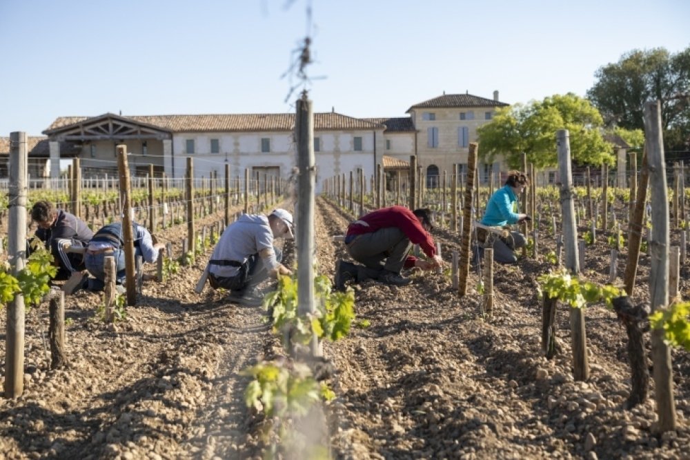 Crise du vin : déçus par le label AOC, des vignerons claquent la porte