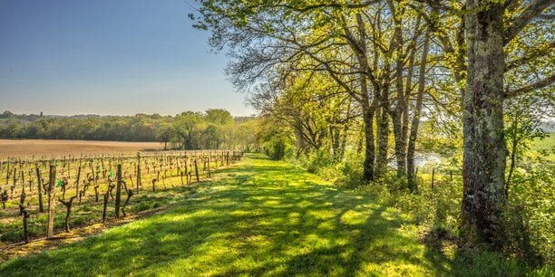 Vins : en procédure de sauvegarde, Tariquet cherche à se diversifier