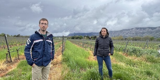 Dans le Sud, l’henherbement comme solution face au changement climatique