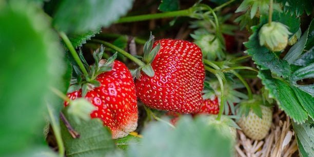 Bio : face à la baisse de la demande, les producteurs du Sud tentent de résister