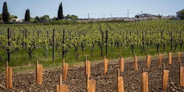 Cognac : « 2025 va commencer à acter une baisse du chiffre d’affaires pour les exploitations » (Crédit agricole)