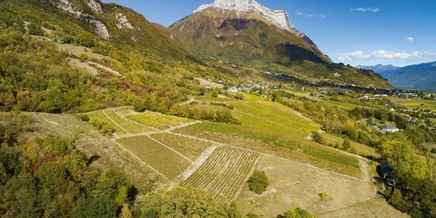 Vins de Savoie : des vendanges toujours plus précoces, sur fond de tensions à l’export