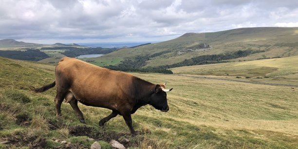 En Auvergne-Rhône-Alpes, le lait bio ne fait plus recette