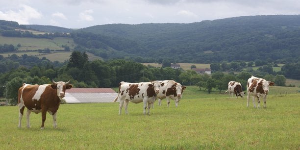 Dermatose nodulaire : le refus de l’abattage des troupeaux gagne du terrain