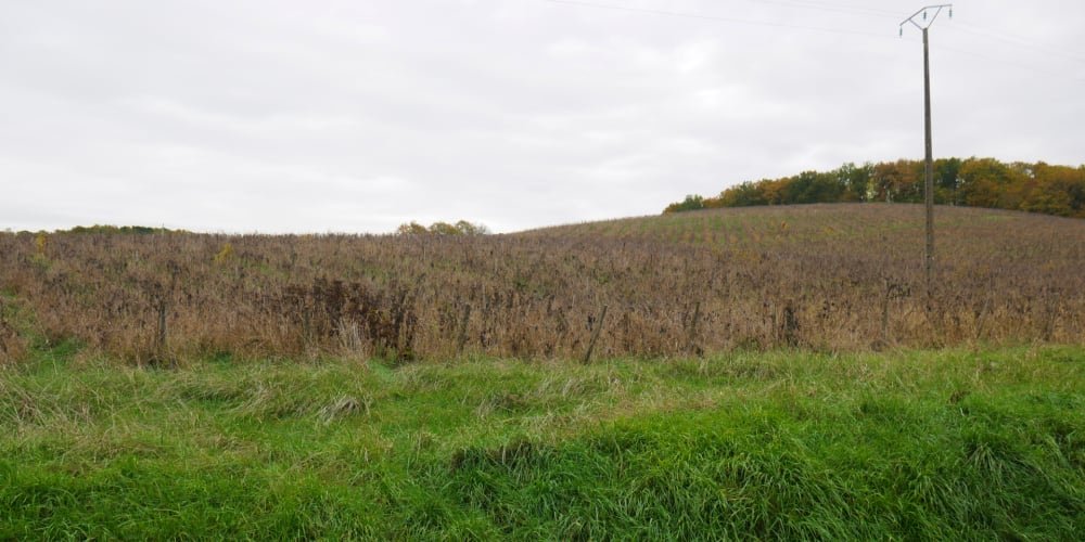 Crise du vin : les lourds sacrifices des Vignerons de Buzet