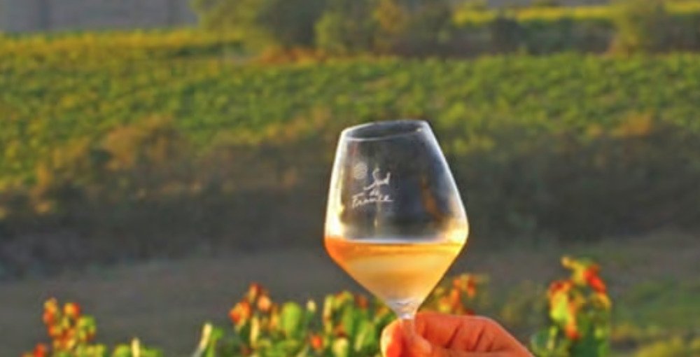 Viticulture : « L’interdiction de la marque « Sud de France », c’est nous tirer une balle dans le pied »