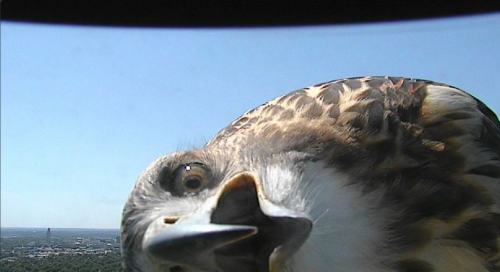 A Curious Hawk Investigates a TV Weather Camera