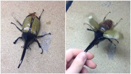 World’s Longest Beetle Pretends to Be a Helicopter