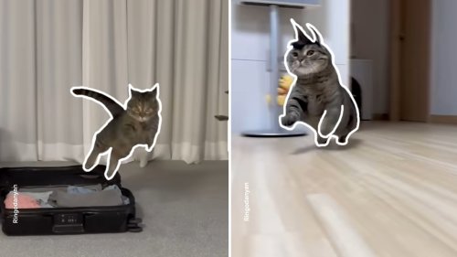 An Adorable Munchkin Cat Jumps Into Perfectly Shaped White Outlines In Sync With the Beat