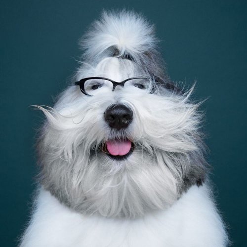 The Incredible Human-Like Expressiveness of Dogs Captured in a Wonderful Photo Series