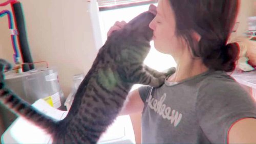 How Cats Show Their Love With Head Bonks