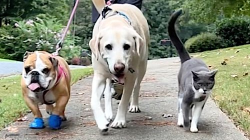 Neighbor’s Cat Joins Local Dog Duo on Their Daily Walk