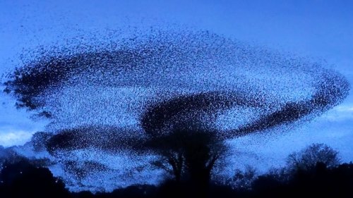 Gorgeous 4K Footage of a Winter Starling Murmuration Swooping Over the Yorkshire Wetlands