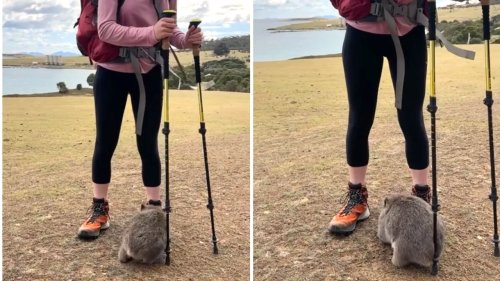 Baby Wombat Adorably Rubs Butt Against Hiker’s Pole