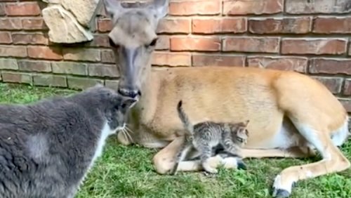 Young Deer Gently Grooms a Cat While Snuggling With a Kitten