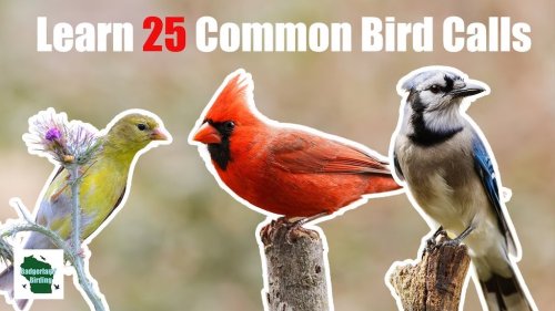 25 Common Bird Calls of the Central and Eastern US