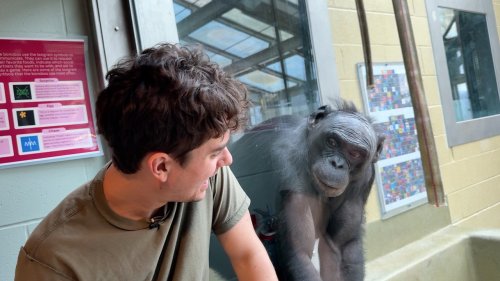 Polyglot Effectively Communicates With Bonobos Apes Using Their Specific Vocalizations and Gestures