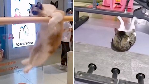 A Hilarious Compilation of Cats Working Out