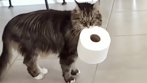 A Hilarious Compilation of Cats Acting Like Jerks