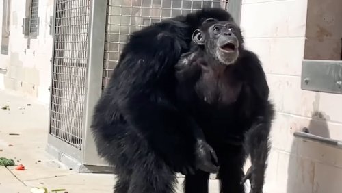 Chimpanzee Rescued From a Biomedical Research Lab Sees the Sky for the