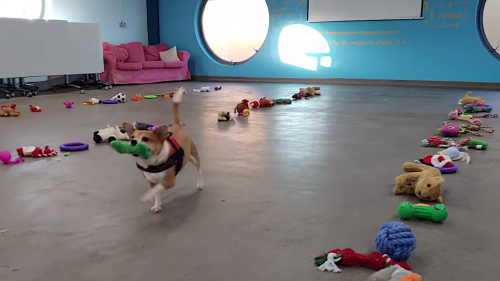 Adoptable Dogs Adorably Pick Out Their Own Christmas Present From Lines of Donated Toys on the Floor
