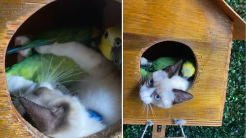 Kitten and Parrot Adorably Nap Together In Birdhouse