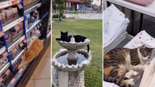 A Compilation of the Copious Amount of Cats in Istanbul