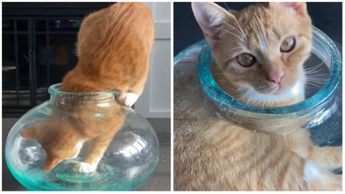 Contortionist Cat Squeezes Herself Into a Glass Jar