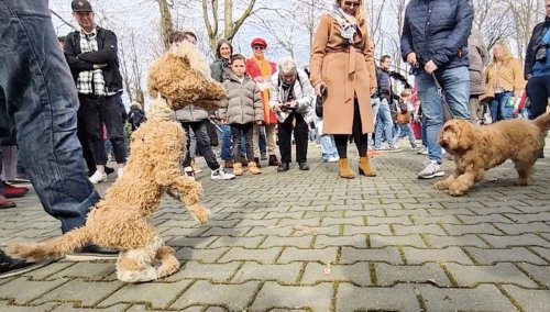 Playful Dog Interacts With His Marionette Twin
