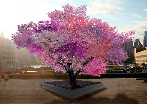 Tree of 40 Fruit, A Hyper Hybrid Tree That Grows Over 40 Varieties of Heirloom Stone Fruits