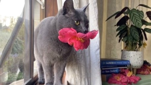 Cat Brings Flowers to Her Adopted Human Every Day