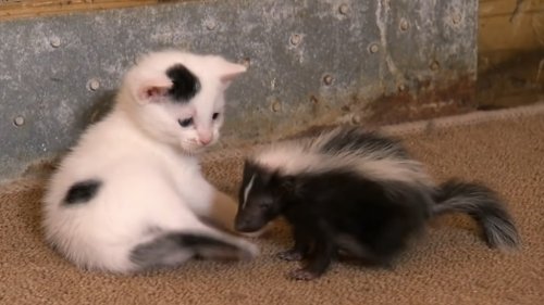 Black and White Cat and Her Matching Kittens Adopt Orphaned Baby Skunk