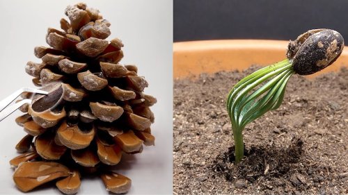 Mesmerizing Timelapse of a Pine Cone Seed Growing Into a Small Pine Tree Over 300 Days