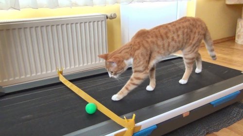 An Inquisitive Little Cat Learns How to Walk a Treadmill