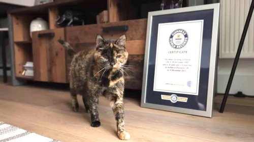 27 Year Old Tortie Sets Record for Oldest Living Cat