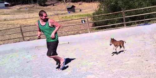 Teeny Tiny Three Day Old Miniature Horse Chases His Human Around a Dirt Track
