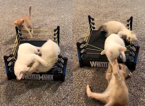 kitten wrestling toy