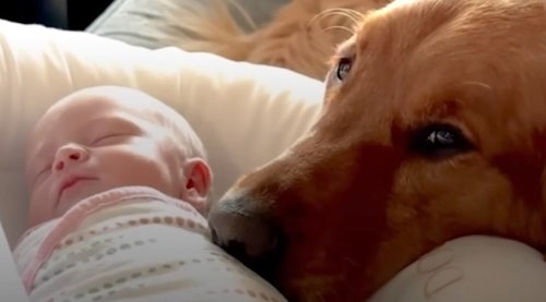 Dog With ‘Only Child Syndrome’ Becomes Protective Big Brother to New Baby Girl Who Joins the Family