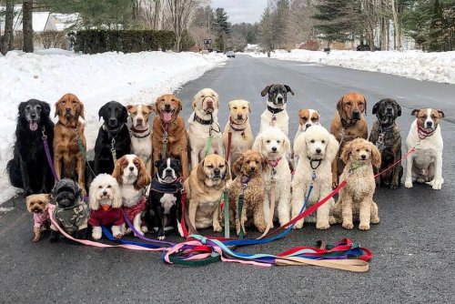 Group Photos of Dogs Who Pack Walk Together