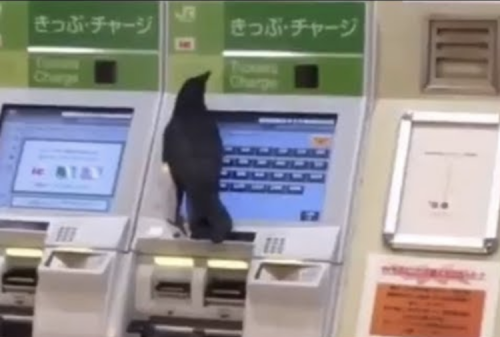 Clever Crow Steals a Credit Card in Attempt to Buy a Train Ticket From a Self-Service Machine in Tokyo