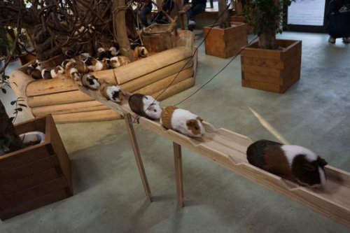 Japanese Zoo Creates a Wooden Boardwalk That Allows Guinea Pigs to Commute Between Play Areas